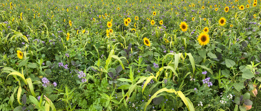 Sonnenblumen und Phacelia auf einem Acker