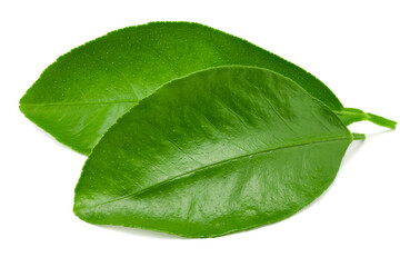 citrus leaves isolated on white background. clipping path