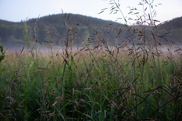 grass and ears of corn in a field at sunset