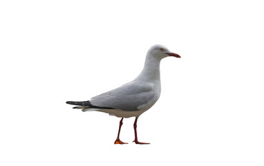 A seagull standing and walking on the ground, visible from a side view. The seagull has a white body and grey and black wings.
