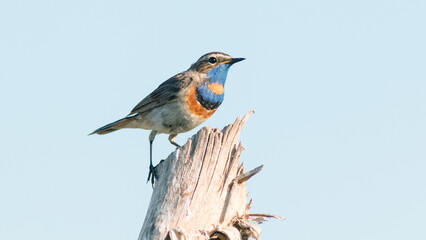 robin on the branch