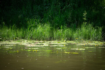 river and trees waves of mud and water lilies