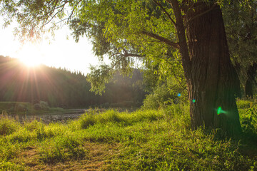 a tree in the green grass at sunset