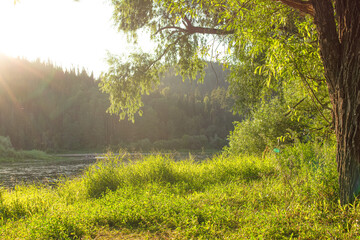 a tree in the green grass at sunset