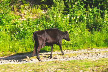 A cow in the village