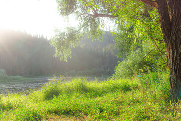 a tree in the green grass at sunset