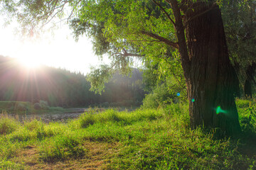 a tree in the green grass at sunset
