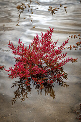 detail of red samphire or sea asparagus in the salt water