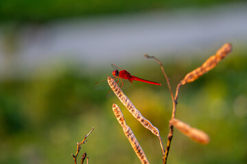 dragonfly on grass