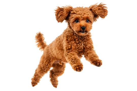 Playful brown poodle puppy jumping. A Joyful Canine Leap. Isolated on transparent background, png