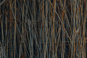Green Reeds Growing Near the Water