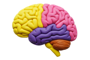 Clay model of human brain anatomy. colorful brain. Isolated on transparent background, png