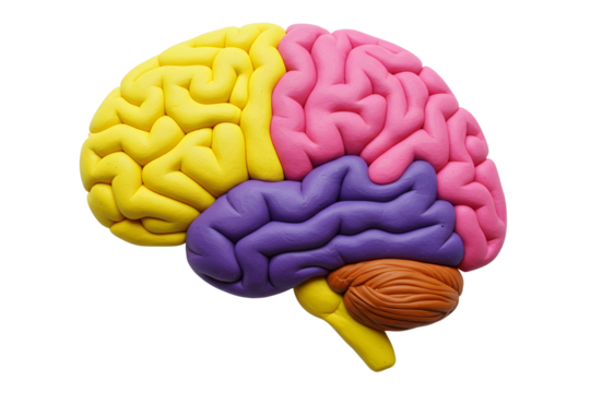 Clay model of human brain anatomy. colorful brain. Isolated on transparent background, png