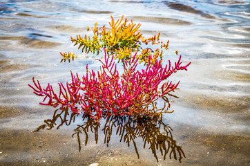 sea asparagus or lasswort, pickleweed, picklegrass,in Oostvoorne in Holland