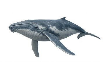 Fototapeta premium Humpback whale showcasing its robust body and long pectoral fins, swimming gracefully. Wildlife concept, part of marine ecosystem