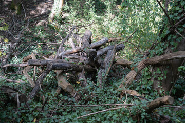 Overgrown Pile of Fallen Logs and Branches Covered in Lush Green Ivy, Creating a Natural Habitat in a Sunlit Forest Environment for Wildlife and Biodiversity