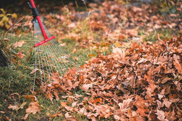 Rake gathering dry brown and orange leaves on green grass near a tree trunk, illustrating the concept of seasonal yard work and fall cleanup activities outdoors