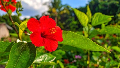 Red flower blossom in garden