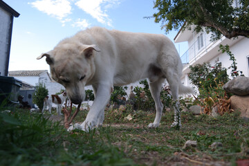 Fototapeta premium Cane
