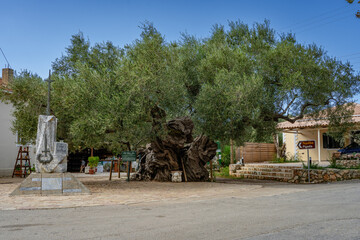 Obraz premium 2000 Jahr alter Olivenbaum in Eco Chora - Zakynthos