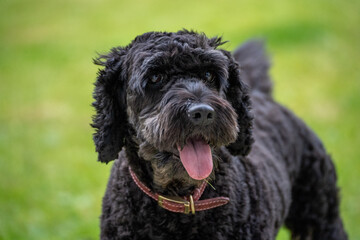 Black dog sits panting in park