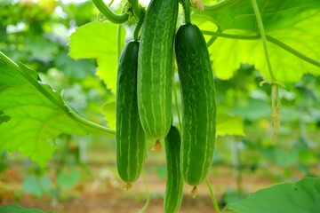 Fresh cucumbers growing on the vine in a garden