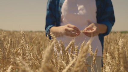 grain of wheat in hand of farmer in wheat field, agriculture, harvest time, flour and pastry...
