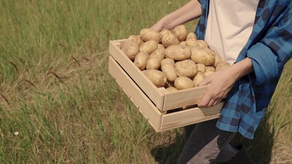 farmer carries potatoes in box across the field, harvest time, vegetable production on the manufacturer farm, growing potato tubers from land soil, farming, fresh healthy vegetarian food, agronomist.