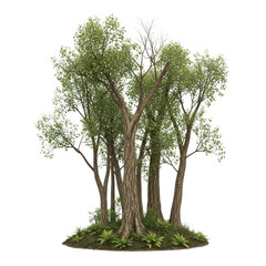 Fototapeta premium Cluster of deciduous trees with green foliage and textured bark grassy mound forest nature