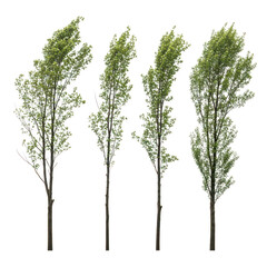Fototapeta premium Four tall green leafy trees with thin trunks foliage