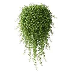 Fototapeta premium Lush green hanging plant with cascading vines image
