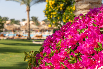 Resort garden with vivid green grass, palm trees, beach umbrellas and colorful flowers on sunny day