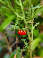 close up of tomato plants bearing fruit in an outdoor garden