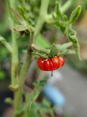 close up of tomato plants bearing fruit in an outdoor garden