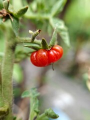 close up of tomato plants bearing fruit in an outdoor garden