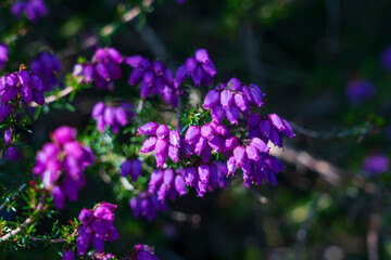 Bell heather (Erica cinerea)
