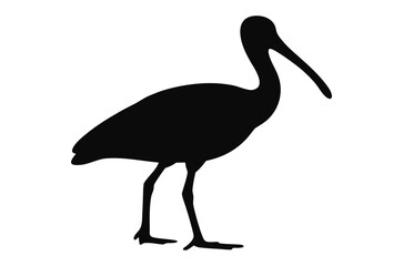 Spoonbill bird silhouette vector, ibis bird silhouette 