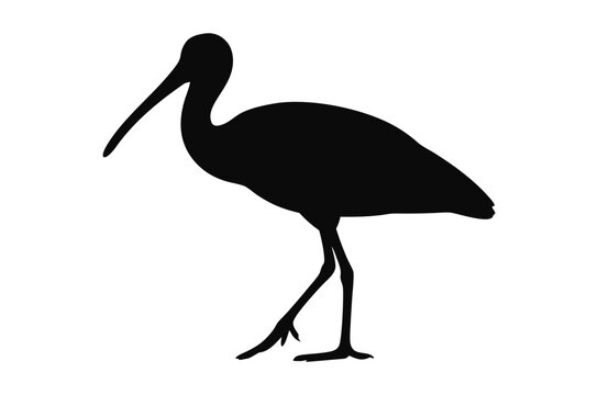 Spoonbill bird silhouette vector, ibis bird silhouette 