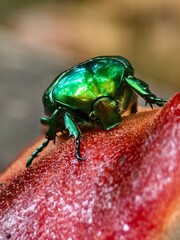 Naklejka premium Goldenhead green shiny beetle on red mushroom close-up view