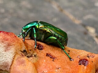 Goldenhead green shiny beetle on red mushroom close-up view