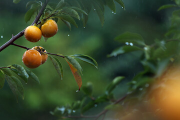 A view of an orchard in the rain, with ripe persimmons hanging in clusters from a rich autumn persimmon tree and delicious yellow persimmons.
