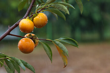 Ripe persimmons hanging on a persimmon tree, yellow sweet persimmons with raindrops, an orchard landscape with abundant autumn fruits
