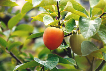 Ripe persimmons hanging on persimmon trees, bright red plums, an orchard landscape with abundant autumn fruits
