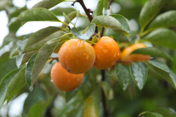 Ripe persimmons hanging on a persimmon tree and yellow persimmons with raindrops, autumn fruit and persimmon orchard landscape

