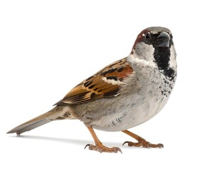 A perched small bird of mixed brown, white, and gray plumage against a bright white background. Details are visible in the feathers