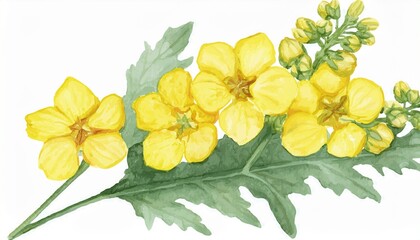 Naklejka premium watercolor verbascum flower on white background