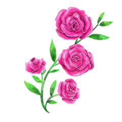 pink roses on white background