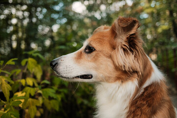 Side view of a red and white dog calmly looking ahead in a green forest background. Peaceful and natural scene. Side view portrait