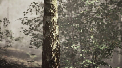 Morning light gently filters through a misty forest, illuminating a tree trunk and surrounding foliage. The serene atmosphere invites quiet reflection and appreciation of natures wonders.