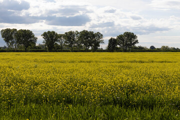 Italian canola flower plantation landscape